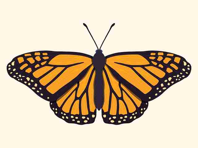 麻豆app官网四大看点春节活动70个关键点告别踩坑